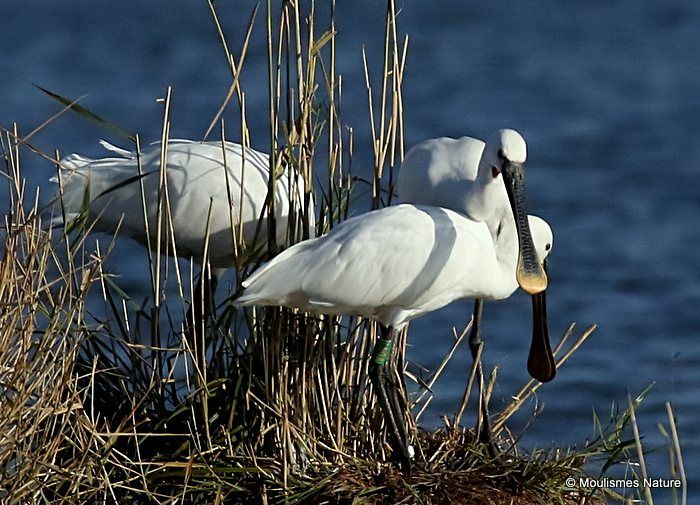 Platalea leucorodia