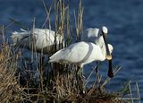 Platalea leucorodia