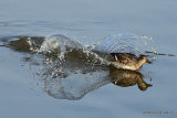 Common Teal (Anas crecca) F