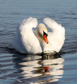 Mute Swan (Cygnus olor) Ad