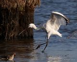 Platalea leucorodia 1W