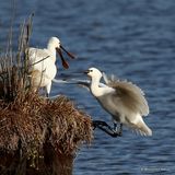 Platalea leucorodia