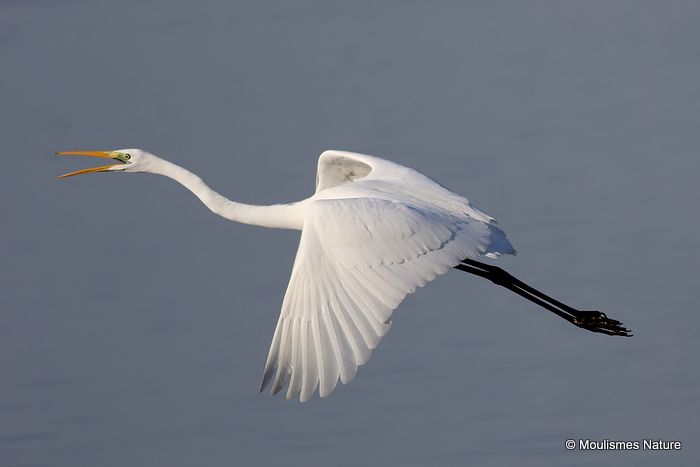 Great Egret (Egretta alba) Ad-W