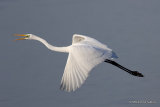 Great Egret (Egretta alba) Ad-W