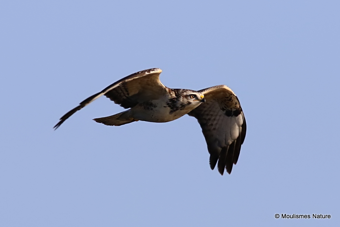 Buteo buteo juv