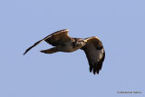 Buteo buteo juv