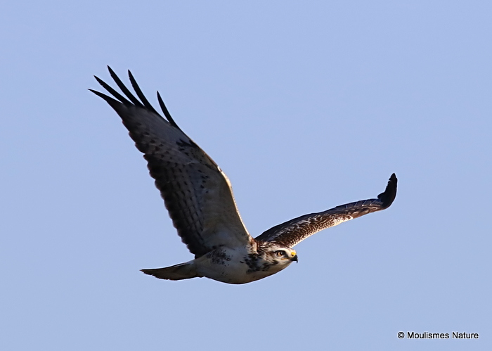 Buteo buteo juv