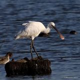 Platalea leucorodia 1W