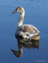 Mute Swan (Cygnus olor) 1W