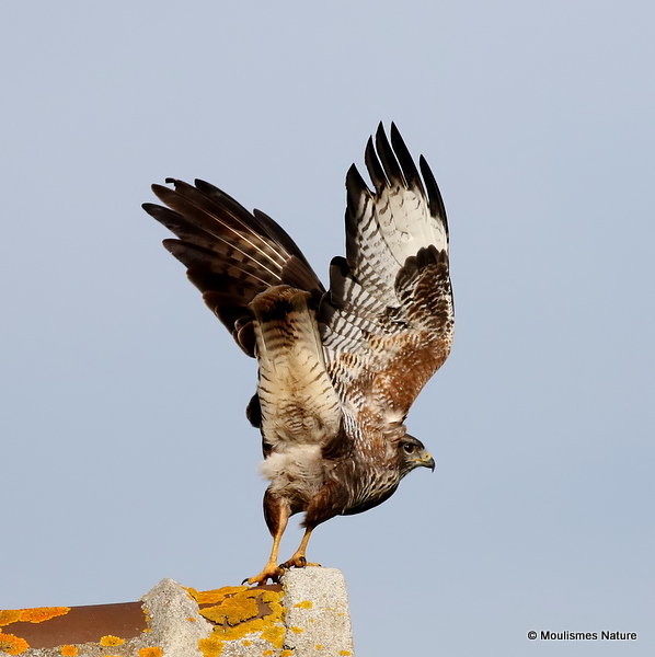 Buteo buteo ad