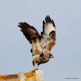 Buteo buteo ad