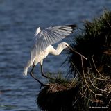 Platalea leucorodia 1W