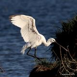 Platalea leucorodia 1W