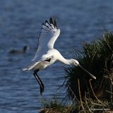 Platalea leucorodia 1W