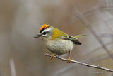 Firecrest (Regulus ignicapilla), Roitelet triple-bandeau