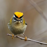 Firecrest (Regulus ignicapilla), Roitelet triple-bandeau