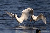 Platalea leucorodia