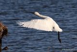 Platalea leucorodia Ad