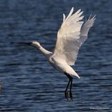 Platalea leucorodia Ad