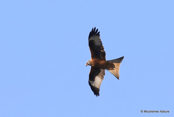 Red Kite (Milvus milvus) Ad