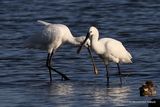 Platalea leucorodia
