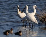 Platalea leucorodia