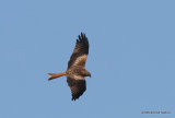 Red Kite (Milvus milvus) Ad