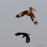 Red Kite (Milvus milvus) Ad