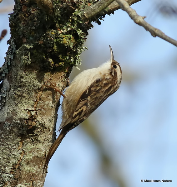Short-toed Treecreeper (Certhia brachydactyla)