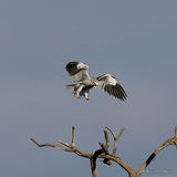 Elanus caeruleus Ad