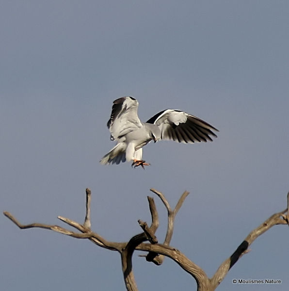 Elanus caeruleus Ad