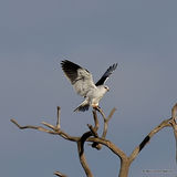 Elanus caeruleus Ad