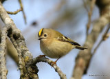 Goldcrest (Regulus regulus), Roitelet huppé