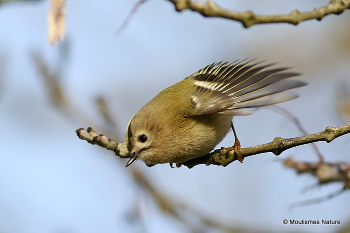 Goldcrest (Regulus regulus), Roitelet huppé