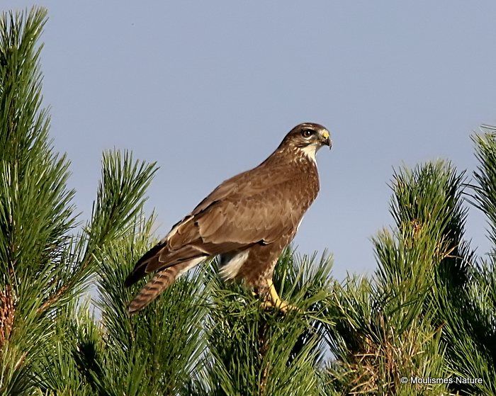 Buteo buteo juv