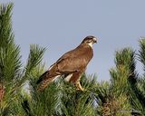 Buteo buteo juv