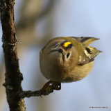 Goldcrest (Regulus regulus), Roitelet huppé