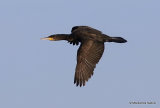 Great Cormorant (Phalacrocorax carbo) 1W