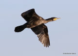 Great Cormorant (Phalacrocorax carbo) 1W