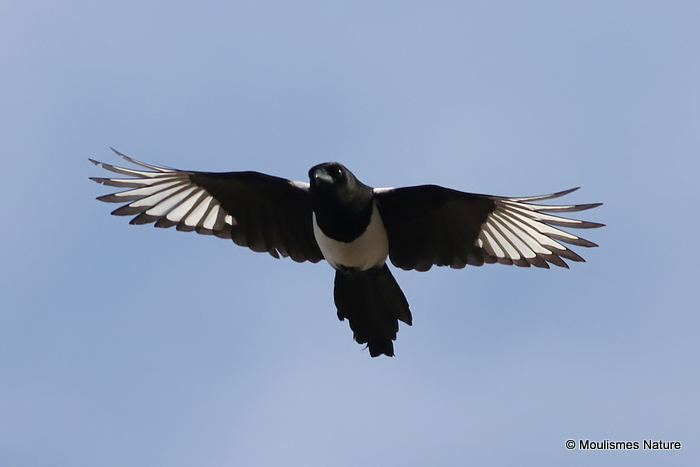 Common Magpie (Pica pica)