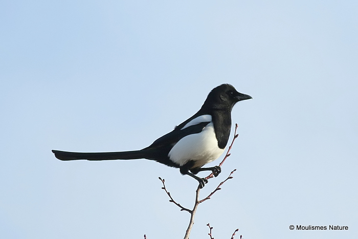 Common Magpie (Pica pica)