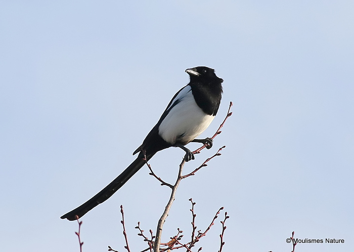 Common Magpie (Pica pica)