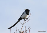 Common Magpie (Pica pica)
