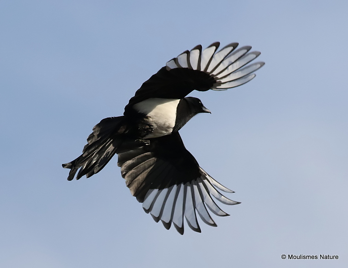 Common Magpie (Pica pica)