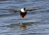 Northern Shoveler (Anas clypeata) M, Canard souchet