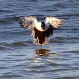 Northern Shoveler (Anas clypeata) M, Canard souchet