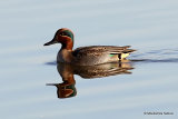 Common Teal (Anas crecca) M