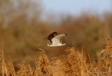 Eurasian Sparrowhawk (Accipiter nisus) F