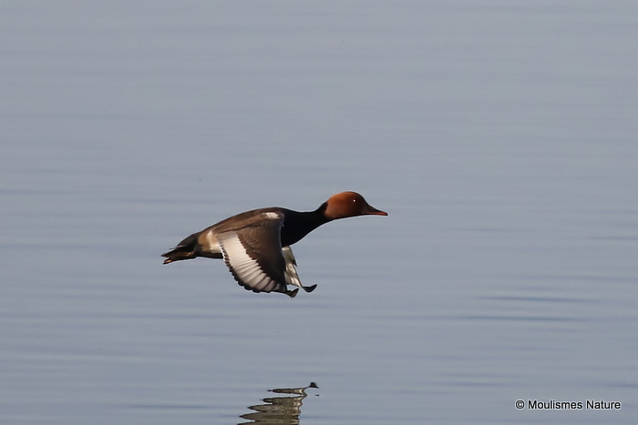 Red-crested Pochard (Netta rufina) M, Nette rousse