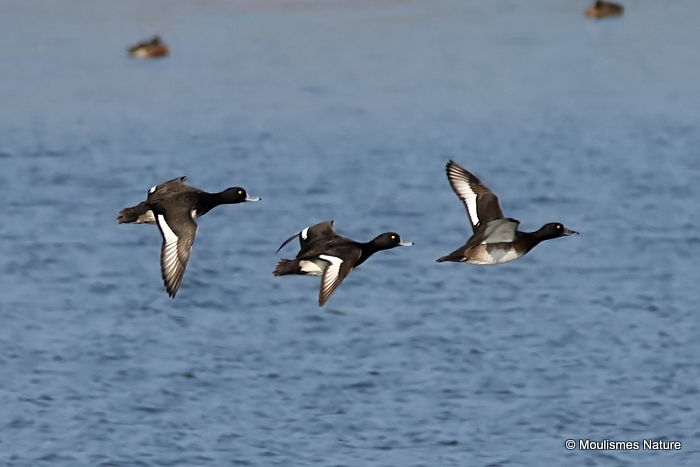 Tufted Duck (Aythya fuligula) M, Fuligule morillon